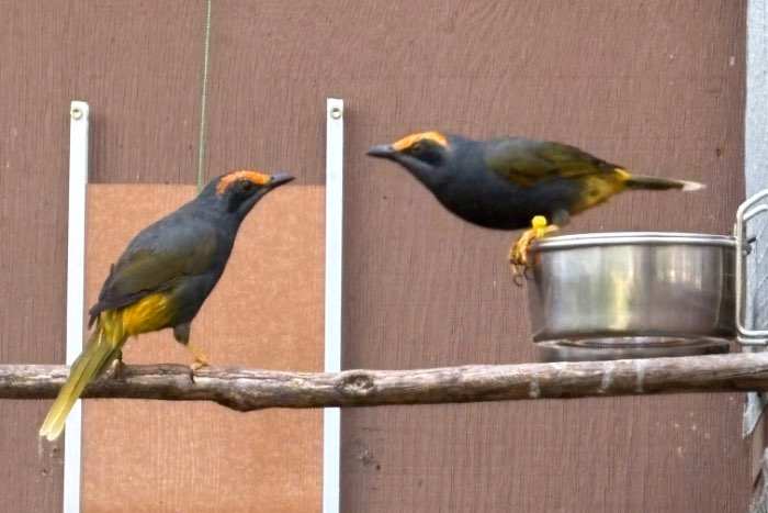 enodes erythrophris
