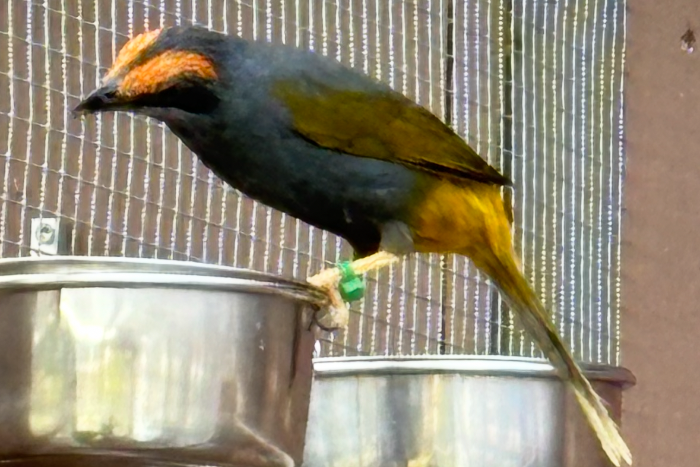 enodes erythrophris