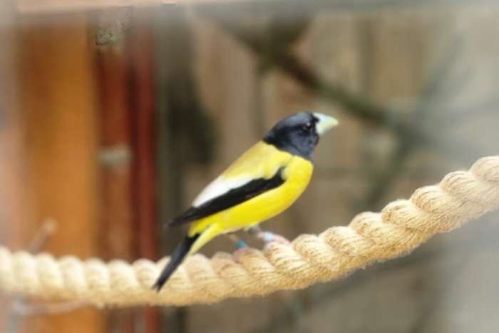 abeillekernbeißer (hesperiphona abeillei)
