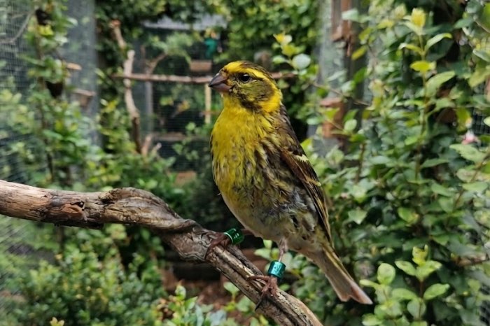 europese kanarie, cini, (serinus serinus )