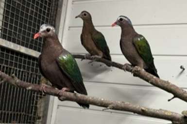 australische kuifduif