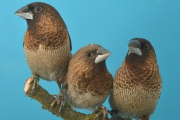 spitsstaart-bronzemannen