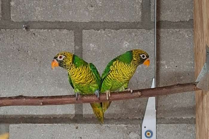 1-0 trichoglossus flavoviridis