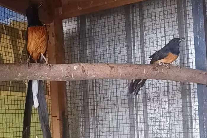 white-rumped shama