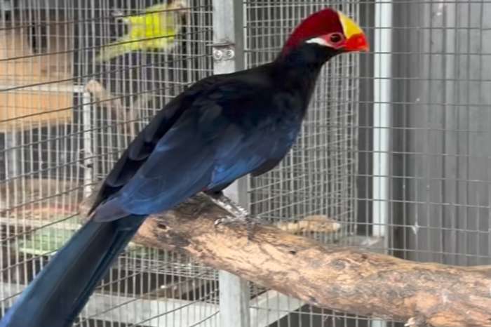 violet turaco