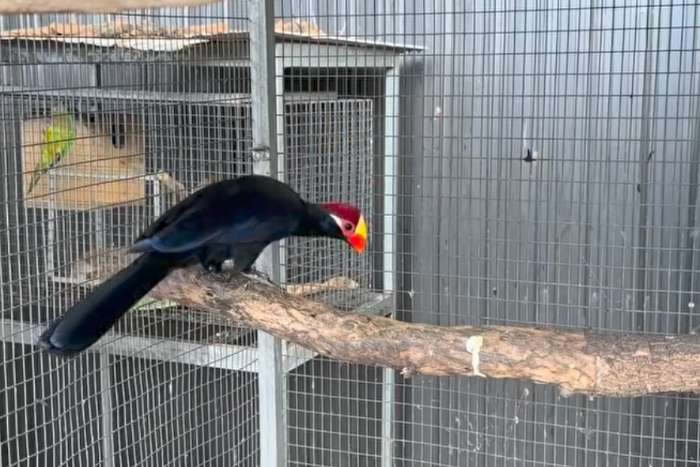 violet turaco