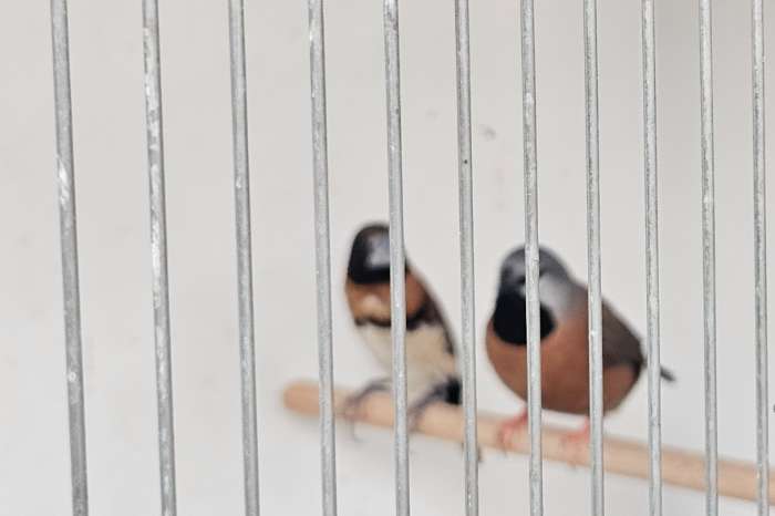 3 bruinborst rietvink mannen te koop