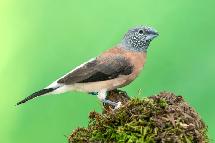 parelhalsamadine poppen