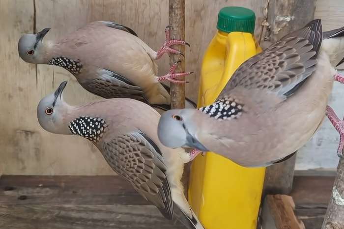 turtle doves