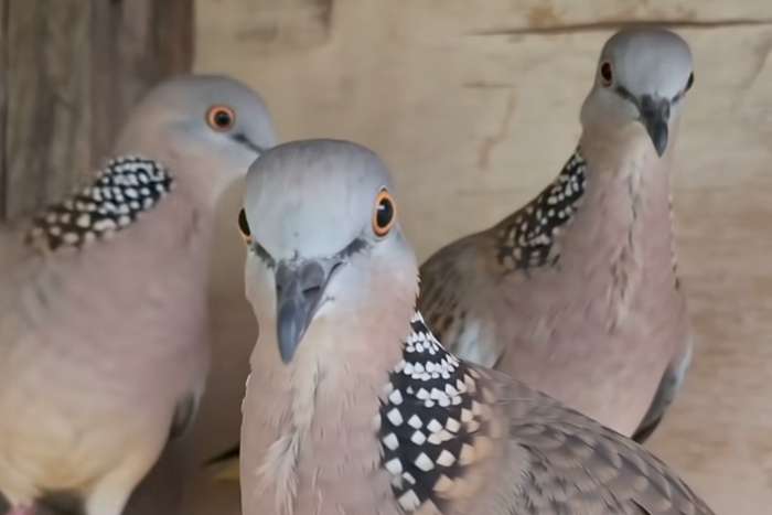 turtle doves
