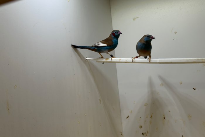 maskeramadine en roodwang blauwfazantjes