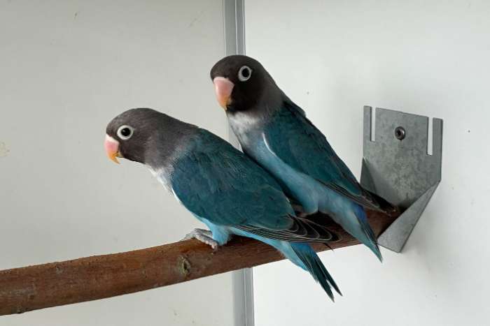 agapornis nigrigenis 2026 – blauw serie
