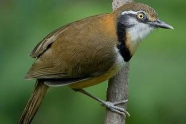 mooie vogels af te halen dicht bij vogelmarkt hardenberg