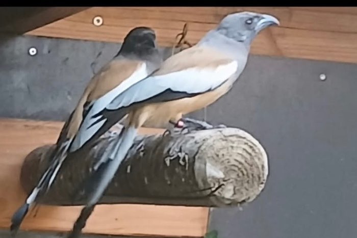mooie vogels af te halen dicht bij vogelmarkt hardenberg