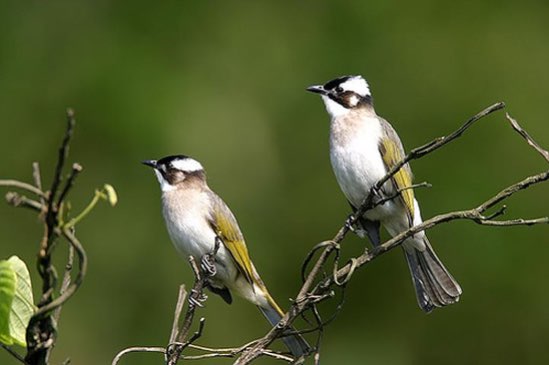 mooie vogels af te halen dicht bij vogelmarkt hardenberg