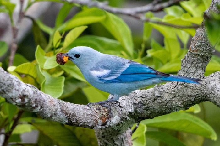 mooie vogels af te halen dicht bij vogelmarkt hardenberg