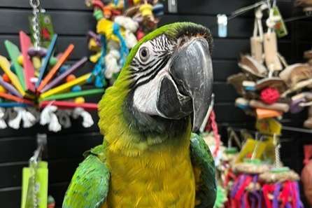 miligold macaws for sale