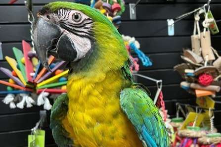 miligold macaws for sale