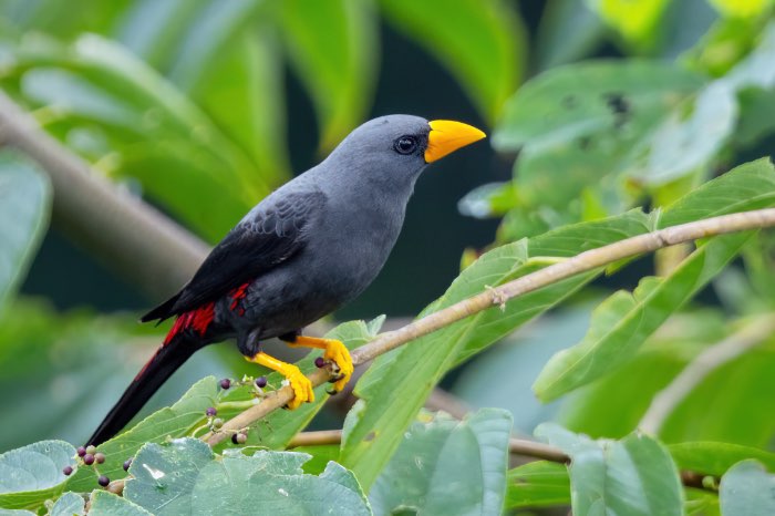 4-6 molinetti spreeuwen (scissirostrum dubium)