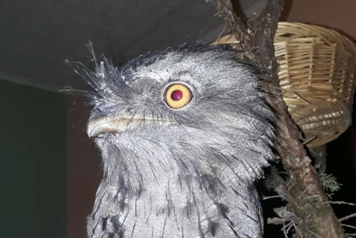 gefragt: podargus strigoides