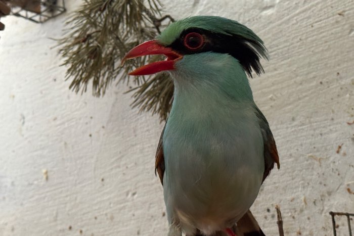 groene ekster