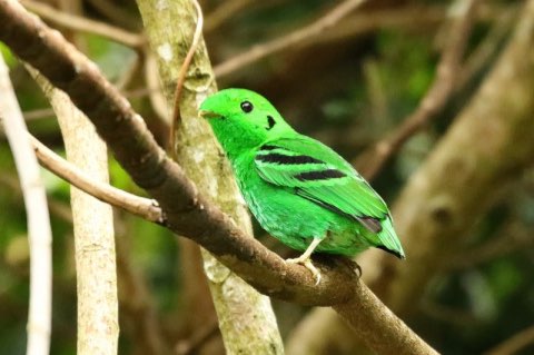 smaragdgroene hapvogel (calyptomena viridis)