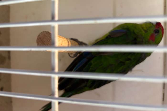 3 kakarikies, tw 1 100% man, 1 ws pop(jong 26) en 1 ?