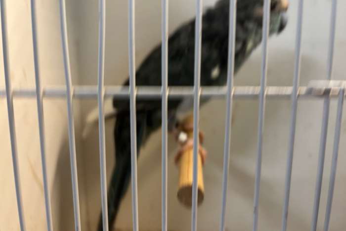 3 kakarikies, tw 1 100% man, 1 ws pop(jong 26) en 1 ?
