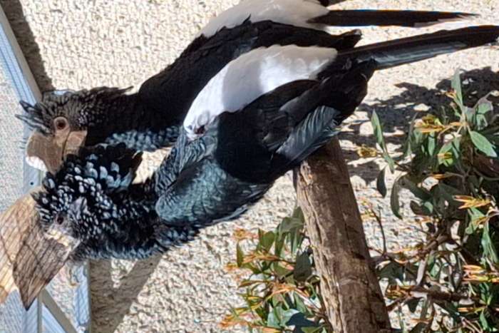 1,1 bycanistes brevis silberwangenhornvogel