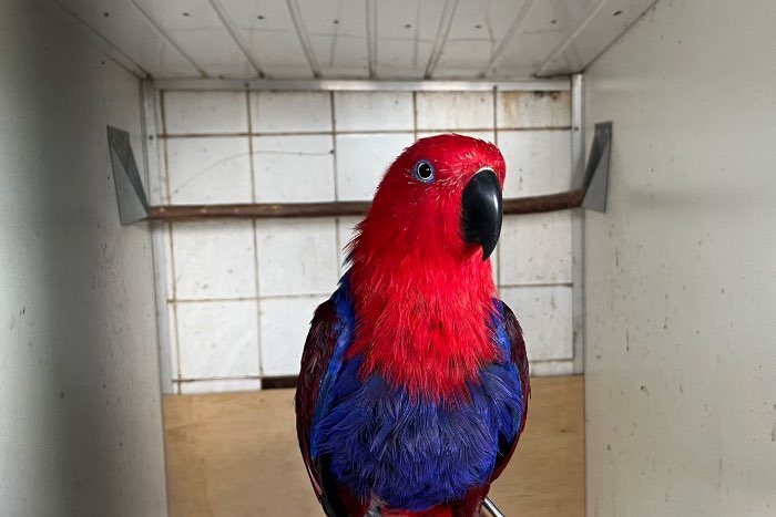 new guinea edelpapegaai