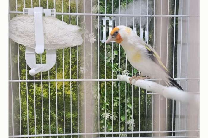 distelvink
