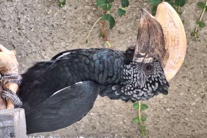 1,1 bycanistes brevis silberwangenhornvogel