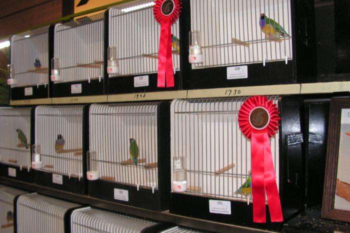 inschrijven voor de grote internationale vogelshow in meijel
