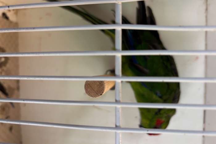 3 kakarikies, tw 1 100% man, 1 ws pop(jong 26) en 1 ?
