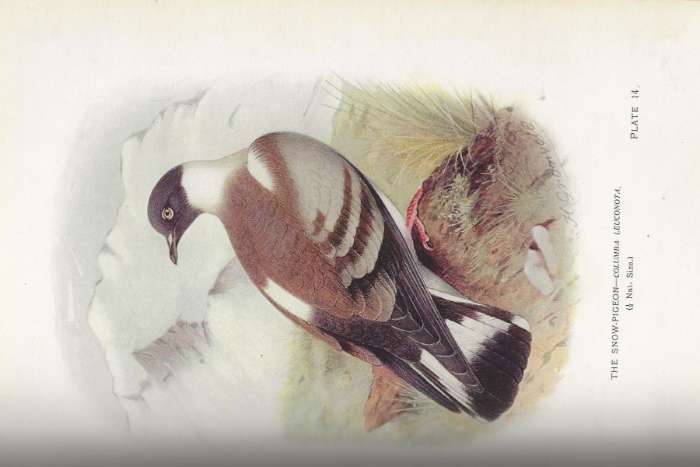 indian pigeons and doves