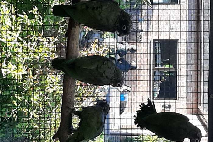 pionus maximiliaan