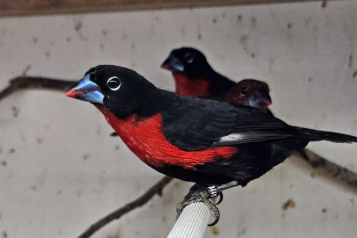spermophaga haematina