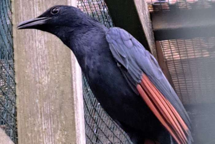 driekleurglansspreeuw + roodvleugelspreeuw