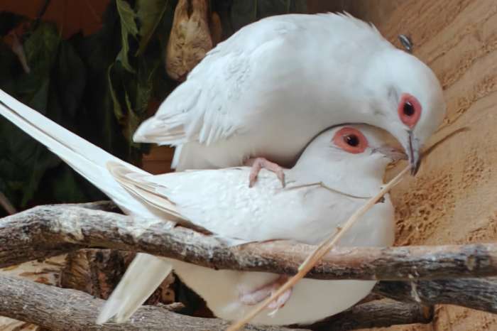 diamantduif witte doffer