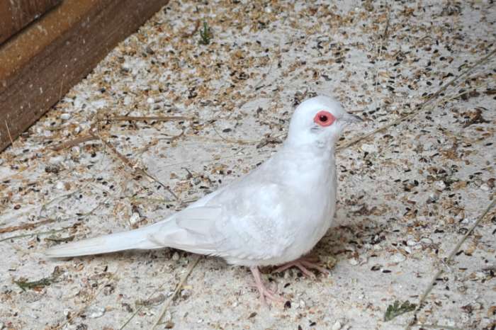 diamantduif witte doffer