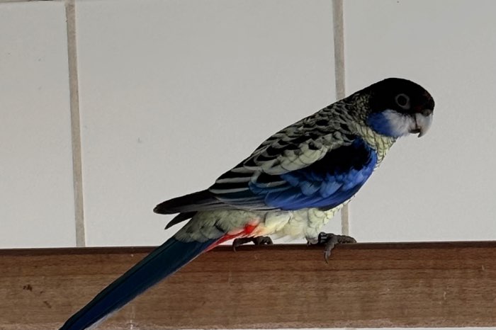 1-0 brownrosella