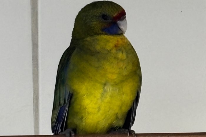 man geelbuikrosella