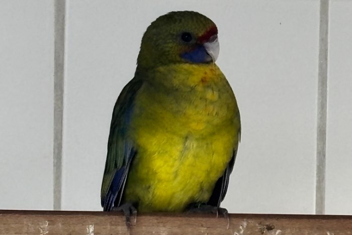 man geelbuikrosella