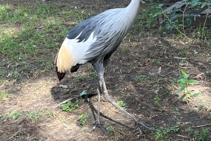 grijze kroonkraanvogel