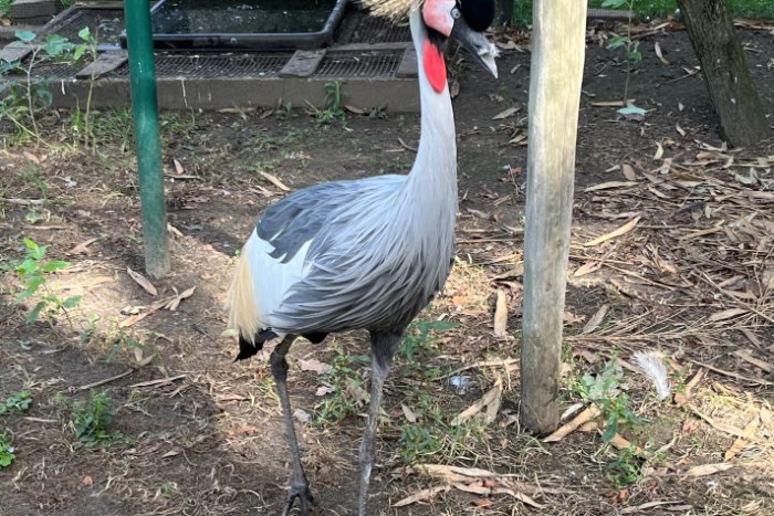 grijze kroonkraanvogel