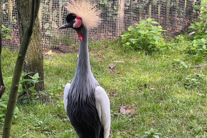 0-1 kroonkraanvogel 2024 te koop/te ruil
