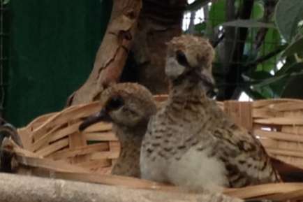 namaqua dove