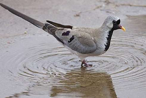 namaqua dove
