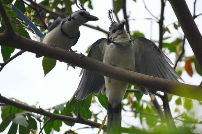 white-throated magpie-jay