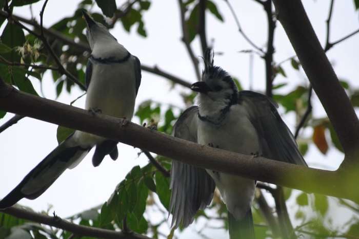 white-throated magpie-jay